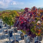 Ambrovník styraxový (Liquidambar styraciflua) ´GUMBALL´ - výška 140-160 cm, obvod kmeňa: 8/10 cm, kont. C18L - NA KMIENKU 